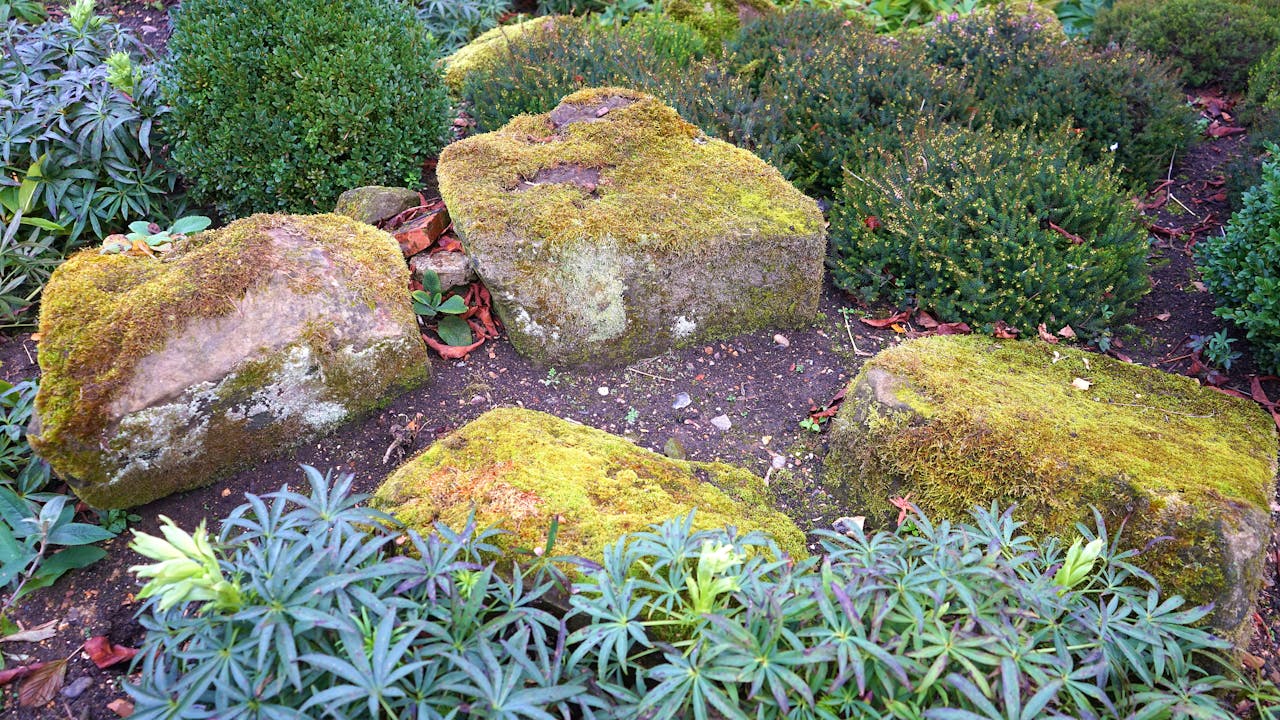 A vibrant garden with mossy stones surrounded by lush greenery, creating a serene outdoor landscape.